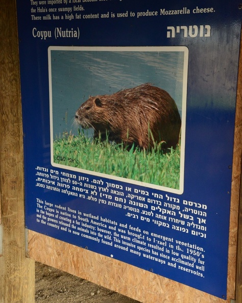 Coypu - rodent of unusual size.JPG